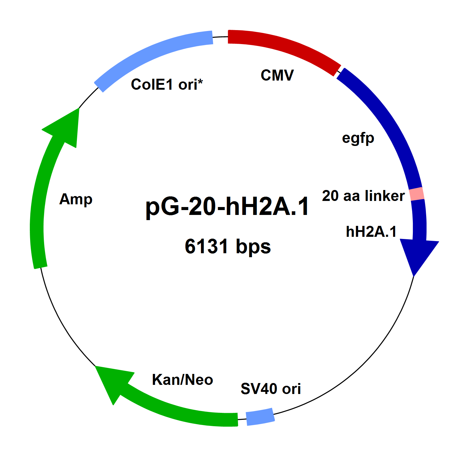 1500x1500 Vectors For Expression Of Human Histone Fusion Proteins From Mobitec