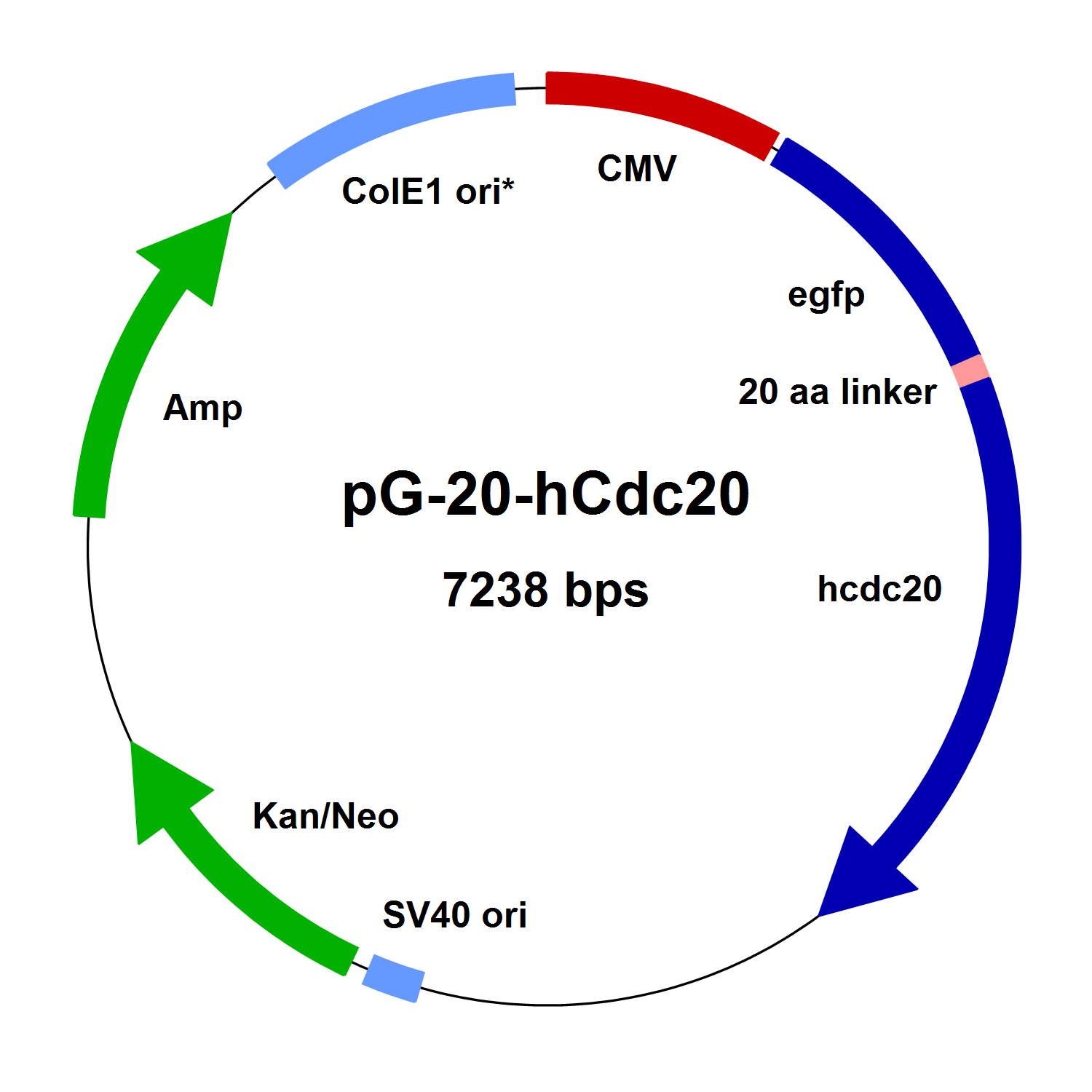 1500x1500 Vectors For Expression Of Human Mitotic Checkpoint Fusion Proteins