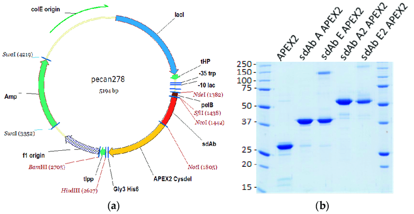 A Parental Sdab Fusion Protein Expression Vector 850x440 A Parental Sdab Fusion Protein Expression Vector