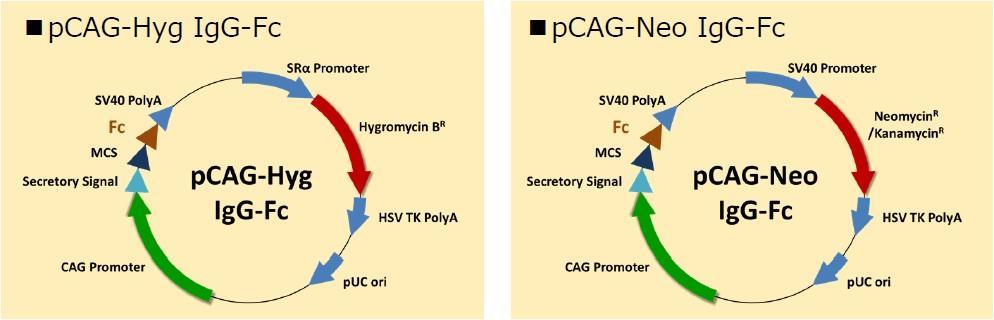 Fc Fusion Vectors 994x320 Fc Fusion Vectors