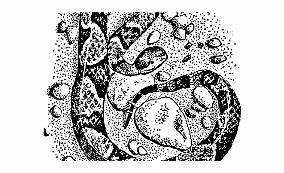 920x560 Snake Clipart Copperhead