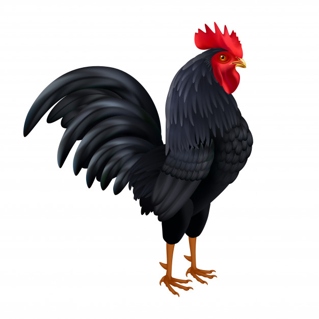 626x626 Gallo Vectors, Photos And Free Download