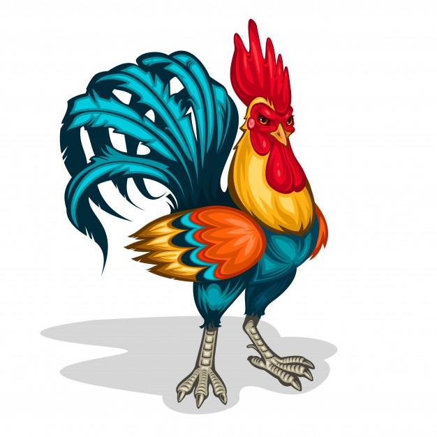 626x626 Vectorial De Un Gallo Descargar Vectores Gratis