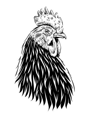 398x490 Vector Gallo