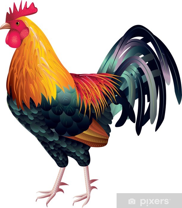 612x700 Rooster Photo Realistic Vector Wall Mural