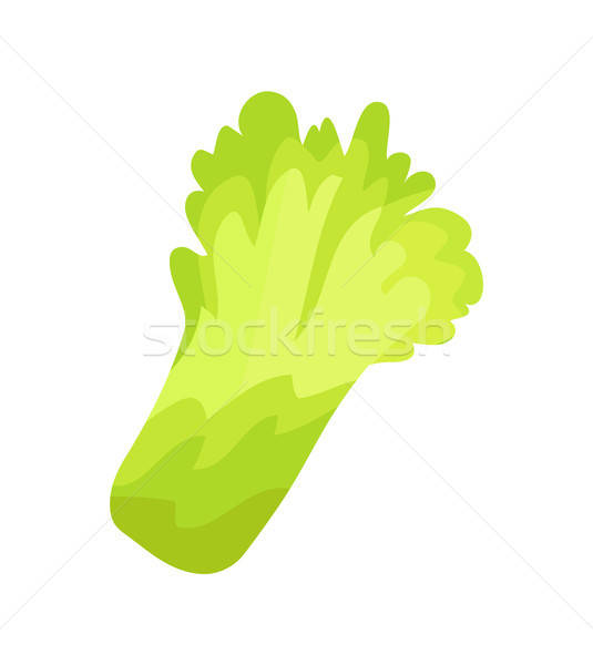 535x600 Lettuce Salad Organic Garbage Vector Illustration Vector