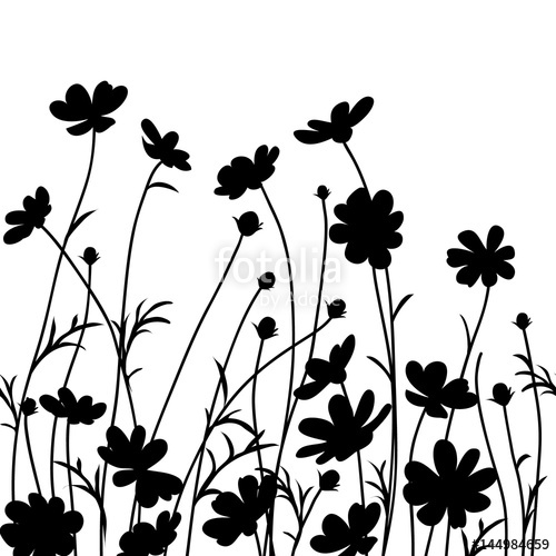 500x500 Summer Garden Cosmos Flower Silhouette Isolated On White Vector