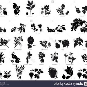 300x300 Collection Of Different Garden Vector Silhouettes Of Plants Image