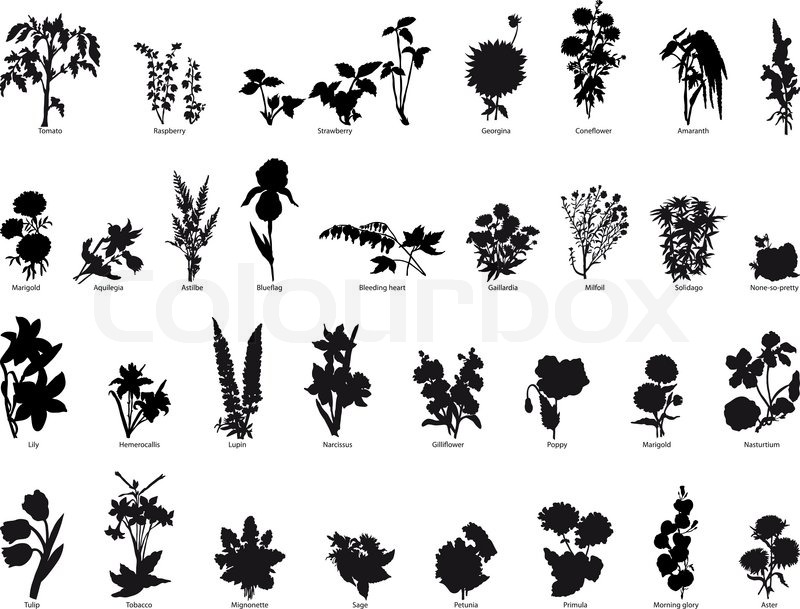 800x609 Collection Of Different Garden Vector Silhouettes Of Plants