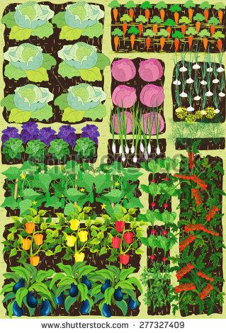319x470 Overhead View On Vegetable Garden With Different Vegetables