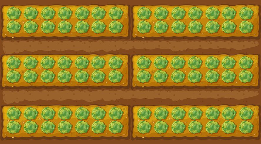 888x490 Top View Of Cabbage Garden
