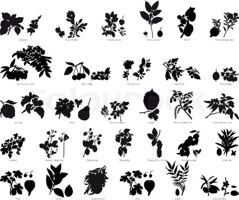 800x670 Collection Of Different Garden Vector Stock Vector Colourbox