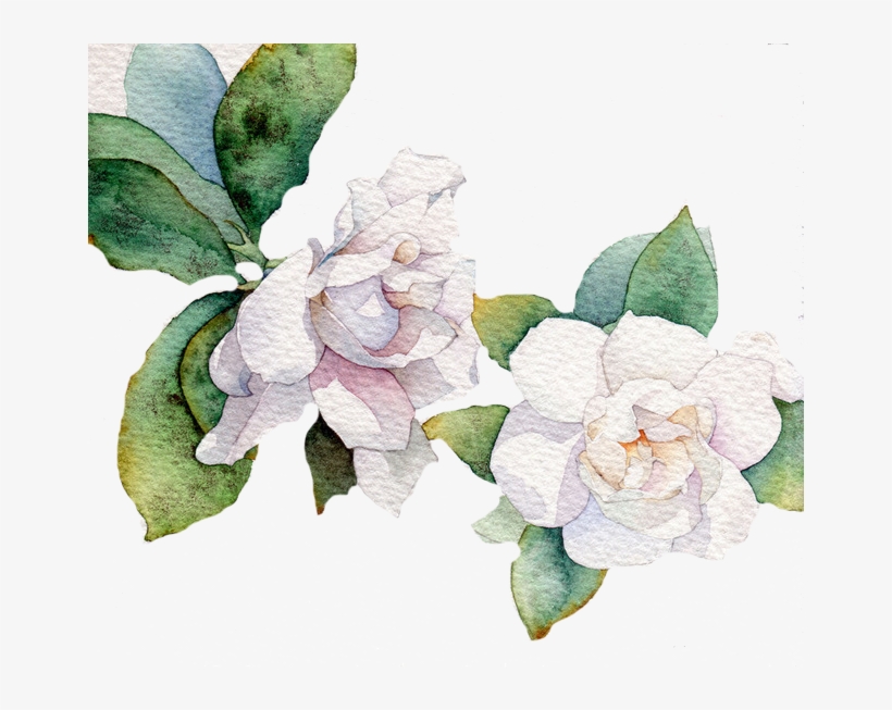 820x653 Gardenia Vector Flower