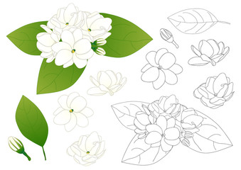 339x240 Gardenia Vector Photos, Royalty Free Images, Graphics, Vectors