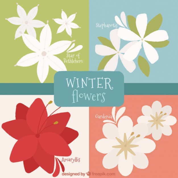 626x626 Gardenia Vectors, Photos And Free Download