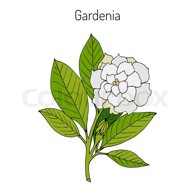 800x800 Gardenia Jasminoides, Gardenia, Cape Stock Vector Colourbox