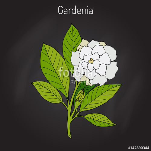 500x500 Gardenia Jasminoides, Gardenia Stock Image And Royalty Free