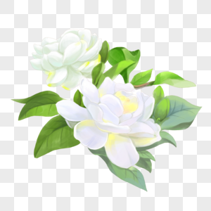 300x300 Gardenia Vector Material Png Image Picture Free Download