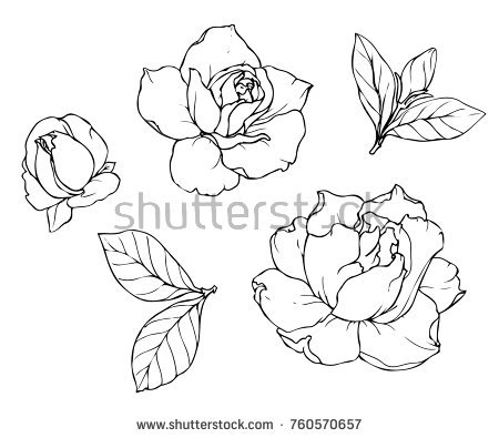 450x395 Huge Collection Of 'gardenia Drawing' Download More Than
