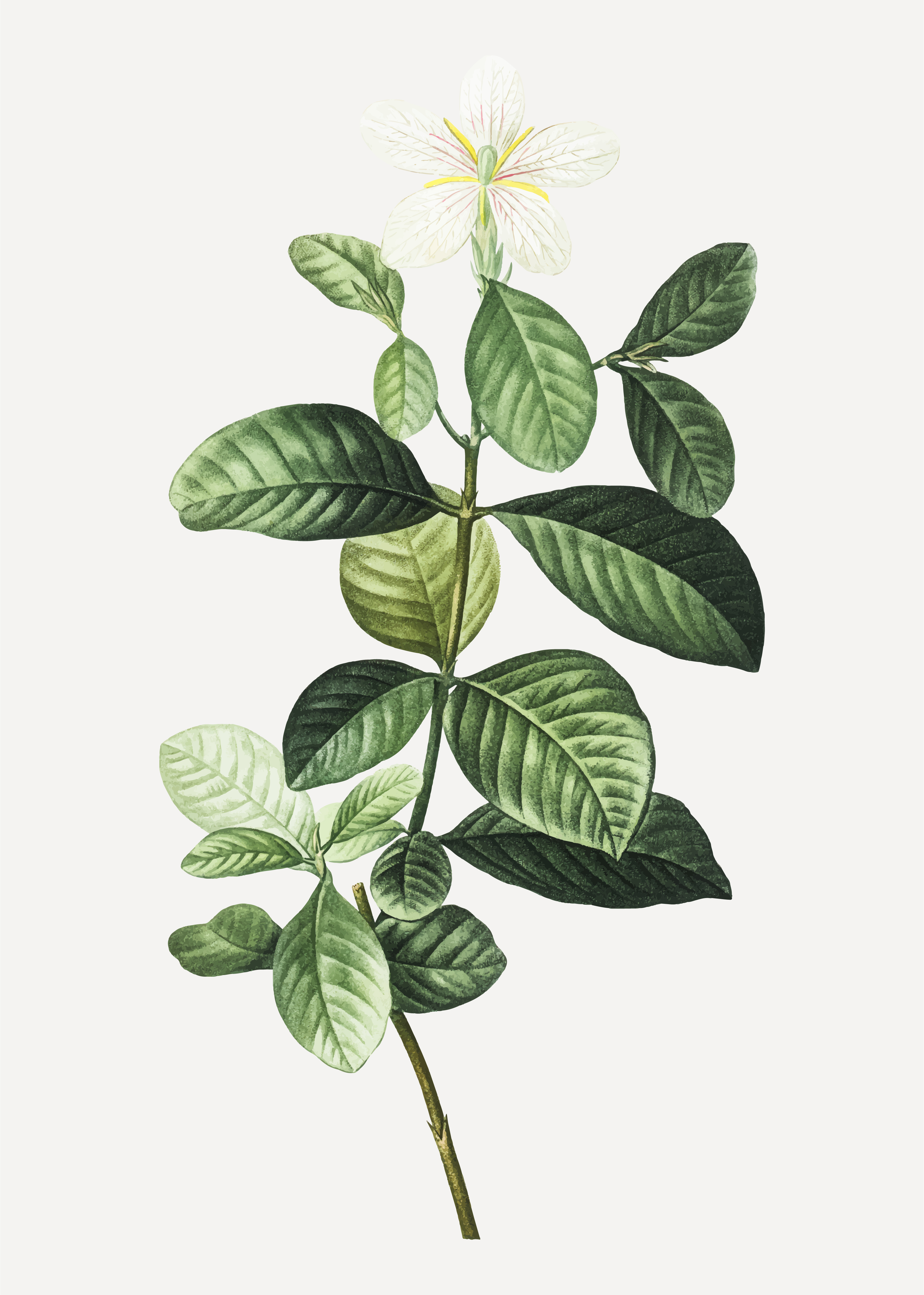 3335x4675 Gardenia Flower Free Vector Art