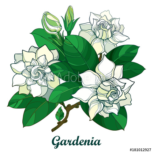 500x500 Vector Outline Gardenia Flower Bouquet, Bud And Ornate Green