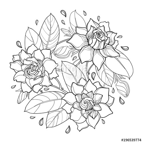 500x500 Vector Round Bouquet With Outline Gardenia Flower, Bud And Ornate