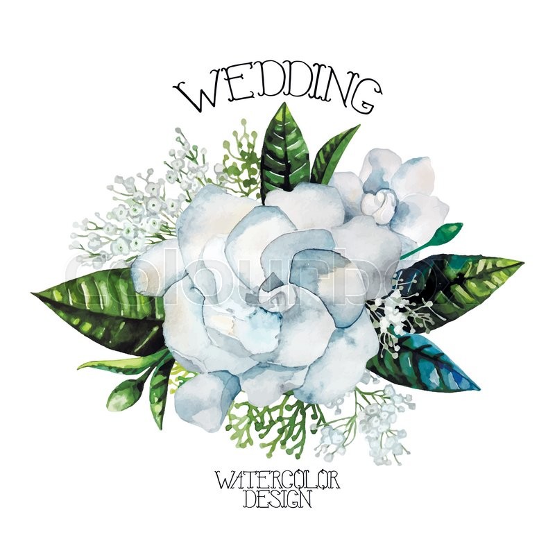 800x800 Watercolor Gardenia And Gypsophila Stock Vector Colourbox