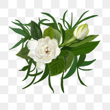 360x360 Gardenia Flower Png, Vector, And Clipart With Transparent