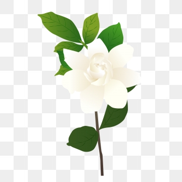 360x360 Gardenia Png, Vector, And Clipart With Transparent Background