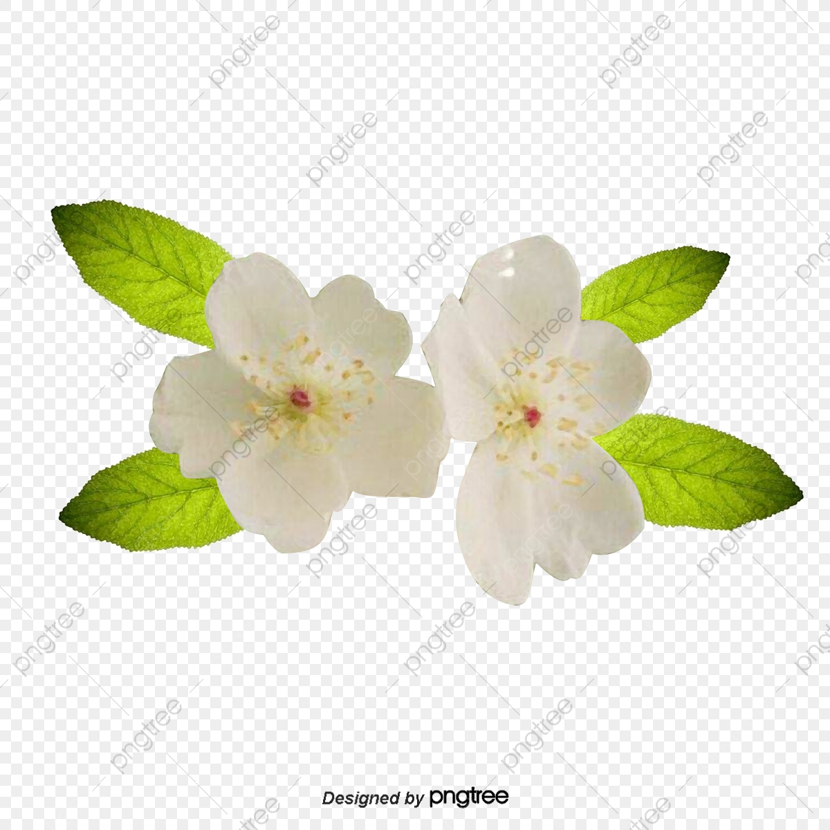 1200x1200 Gardenia Vector, Gardenia, Creative Gardenia, Material Png
