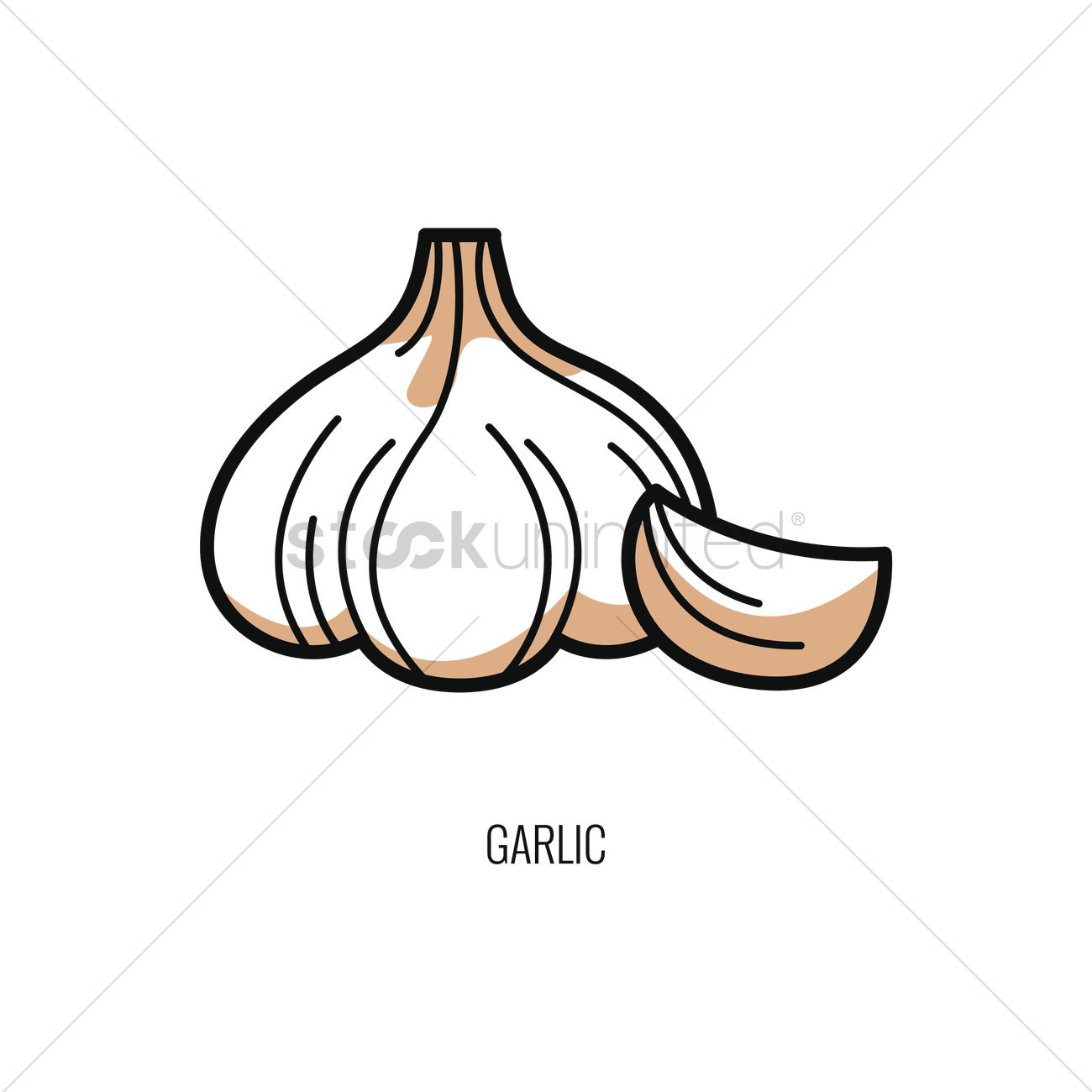 1300x1300 Garlic Vector Image