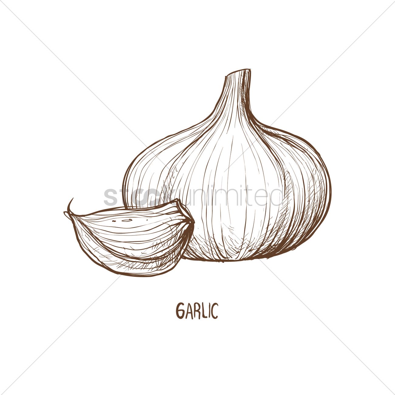 1300x1300 Garlic Vector Image