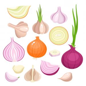 300x300 Bright Of Onion Garlic Vector Studiogrfx