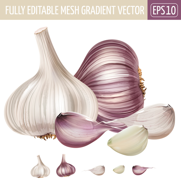 600x600 Garlic Realistic Vectors Free Download