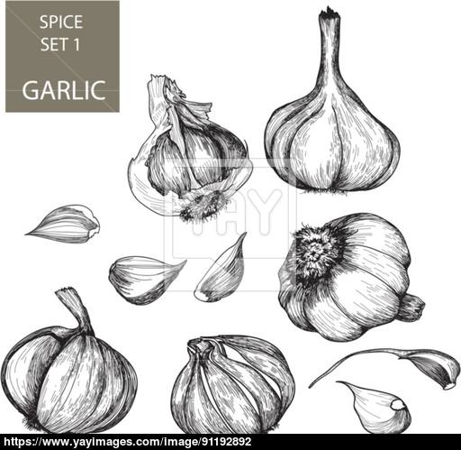 512x499 Garlic Vector