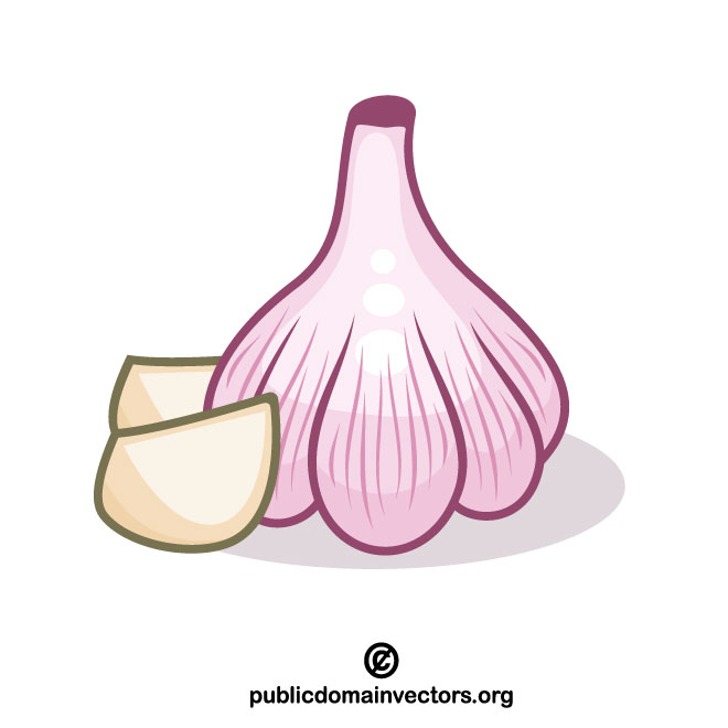 660x660 Garlic Vector Clip Art