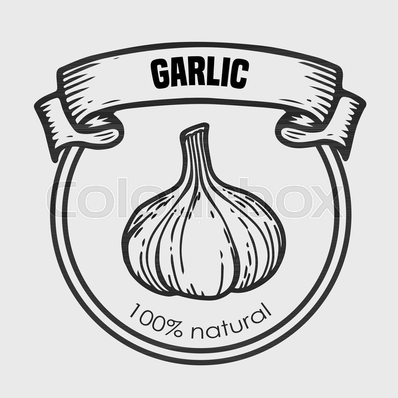 800x800 Garlic Vector Drawing Label Plant Stock Vector Colourbox