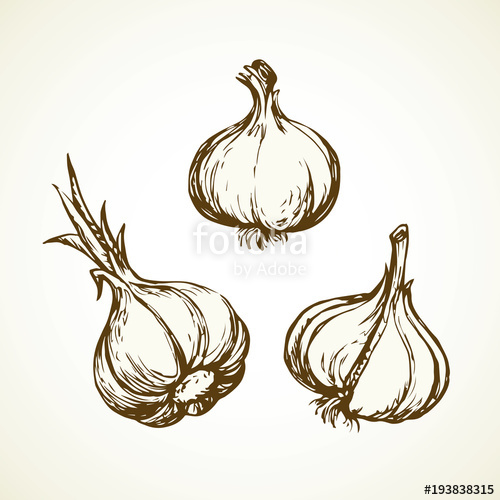 500x500 Garlic Vector Illustration Stock Image And Royalty Free Vector