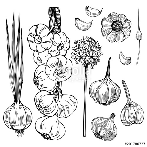 500x500 Hand Drawn Garlic Vector Sketch Illustration Stock Image
