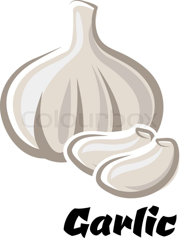 617x800 Ripe Dried Bulb Of Spicy White Garlic Stock Vector Colourbox