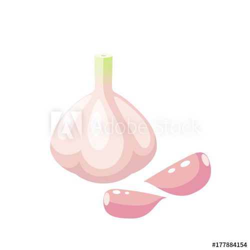 500x500 Vegetables Entire Bulb And Cloves Of Garlic Vector Illustration