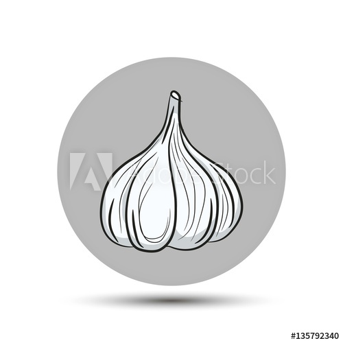 500x500 Garlic Vector Icon On Gray Background