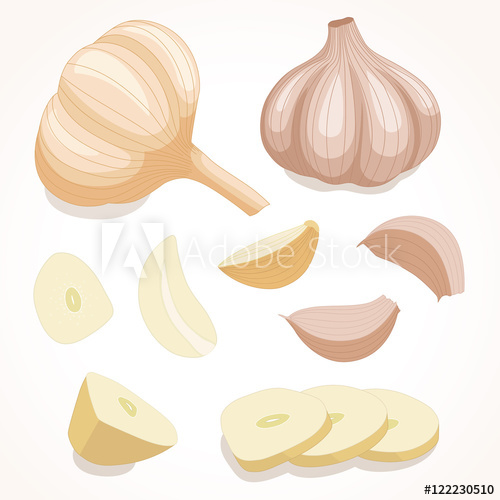 500x500 Fresh Whole Garlic Vector Illustration Cloves And Slices Garlic