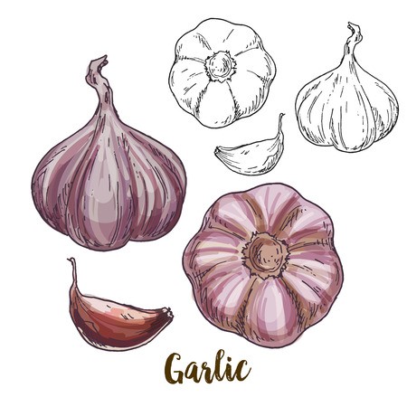 450x450 Full Color Realistic Sketch Illustration Of Garlic, Vector
