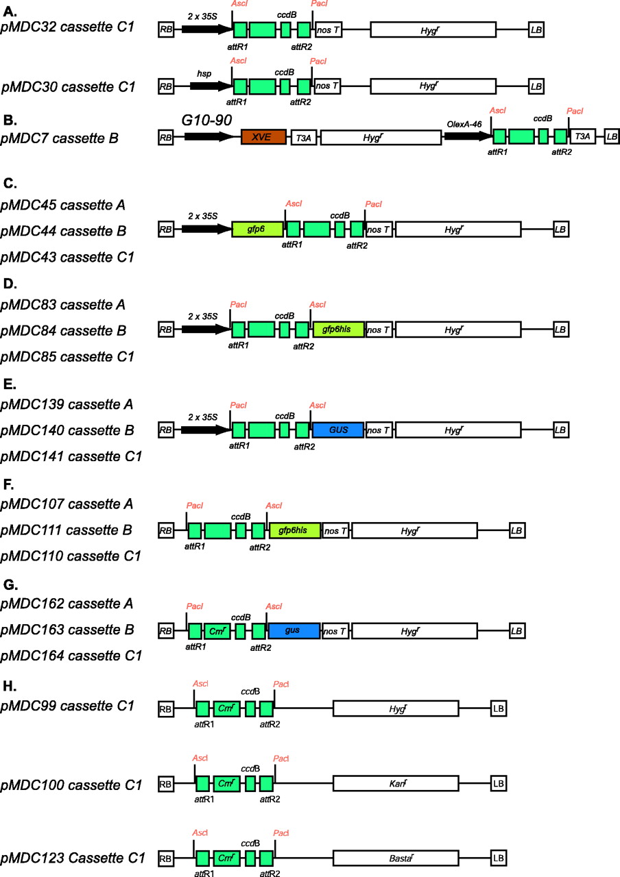 A Gateway Cloning Vector Set For High Throughput Functional 904x1280 A Gateway Cloning Vector Set For High Throughput Functional