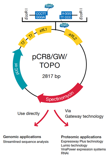 350x506 Gateway Entry Clones Thermo Fisher Scientific
