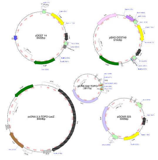 Gateway And Topo Cloning Simulation 538x543 Gateway And Topo Cloning Simulation