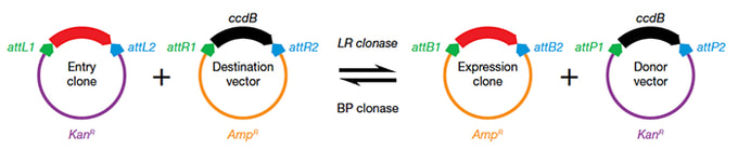 Gateway Cloning 680x139 Gateway Cloning