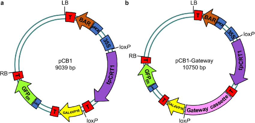 Maps Of And Gateway Vectors 850x409 Maps Of And Gateway Vectors