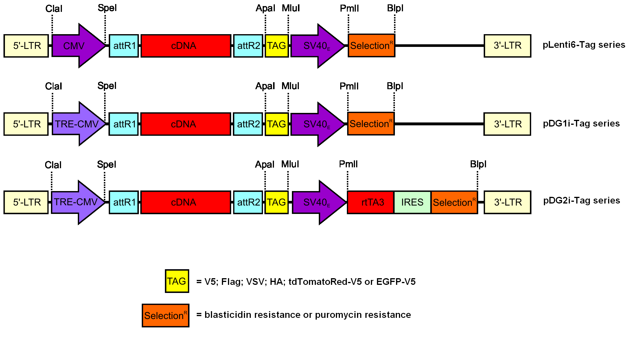 Novel Inducible Lentiviral Gateway Destination Vector Platform 2195x1178 Novel Inducible Lentiviral Gateway Destination Vector Platform